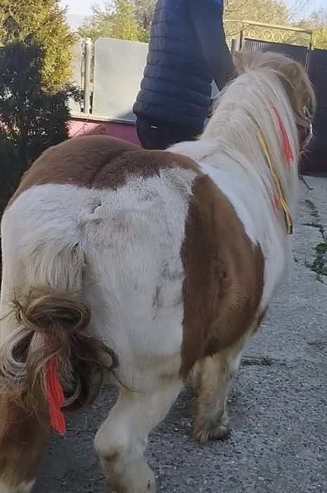 De vnzare ponei 4 ani fac și schimbi poze pe watap