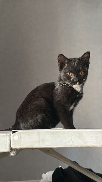 Котята, 4 месяца