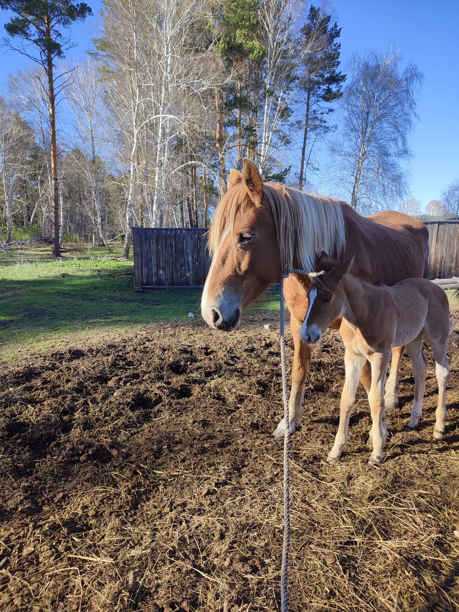 Продам кобылу с жеребенком. 5 лет