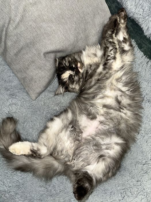 Кошечка ищет дом