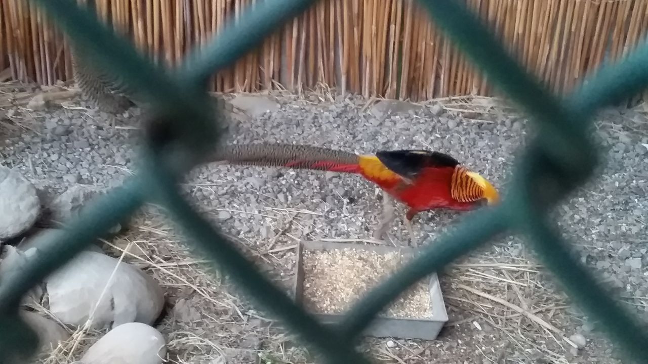 Золотистый фазан тухумлари сотилади