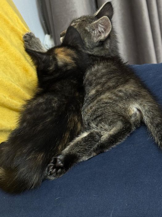 Котята 1,5 месяцев