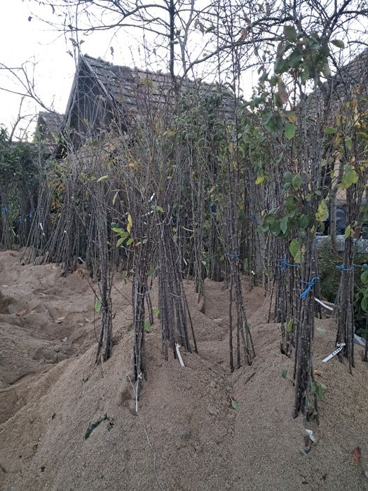 Pomi fructiferi de vanzare