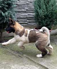 Akita American cu pedigree