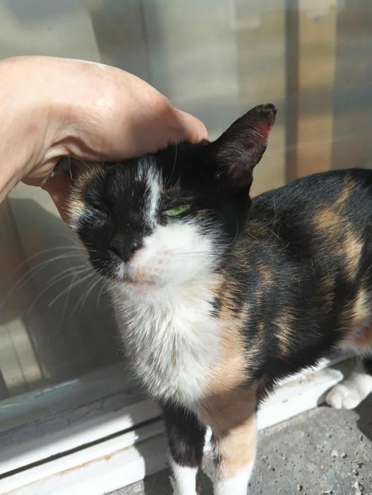 Женско кастрирано котенце с паспорт, ваксини и изследвания търси дом!