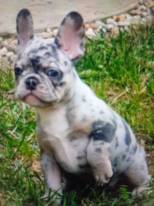 Cățel Bulldog francez