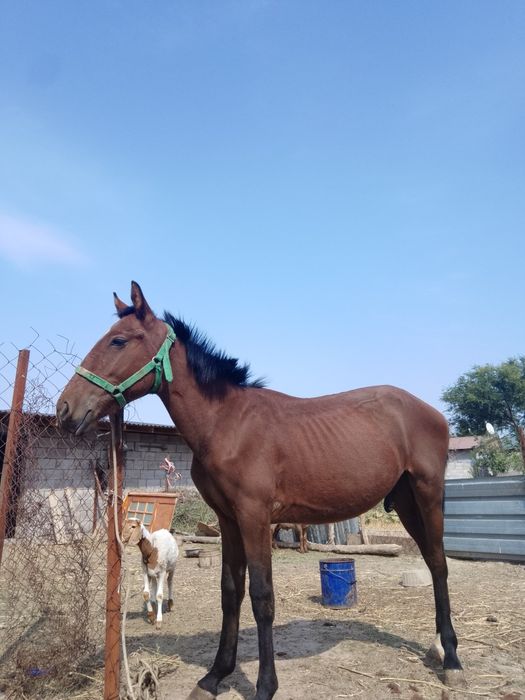 Тай сатылады   ...