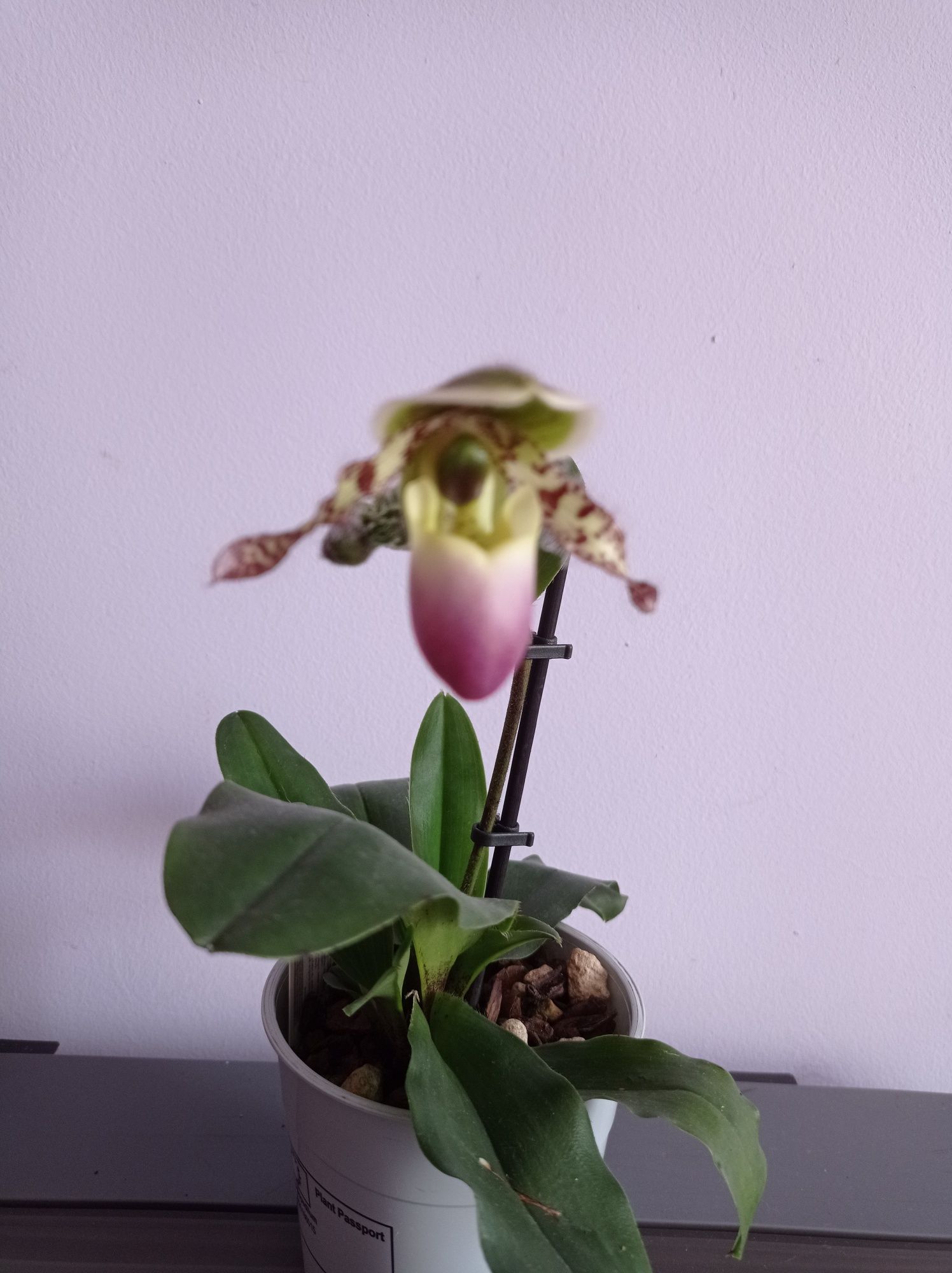 Орхидея пафиопедилум