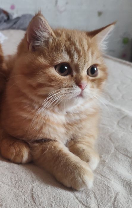 Британски котенца