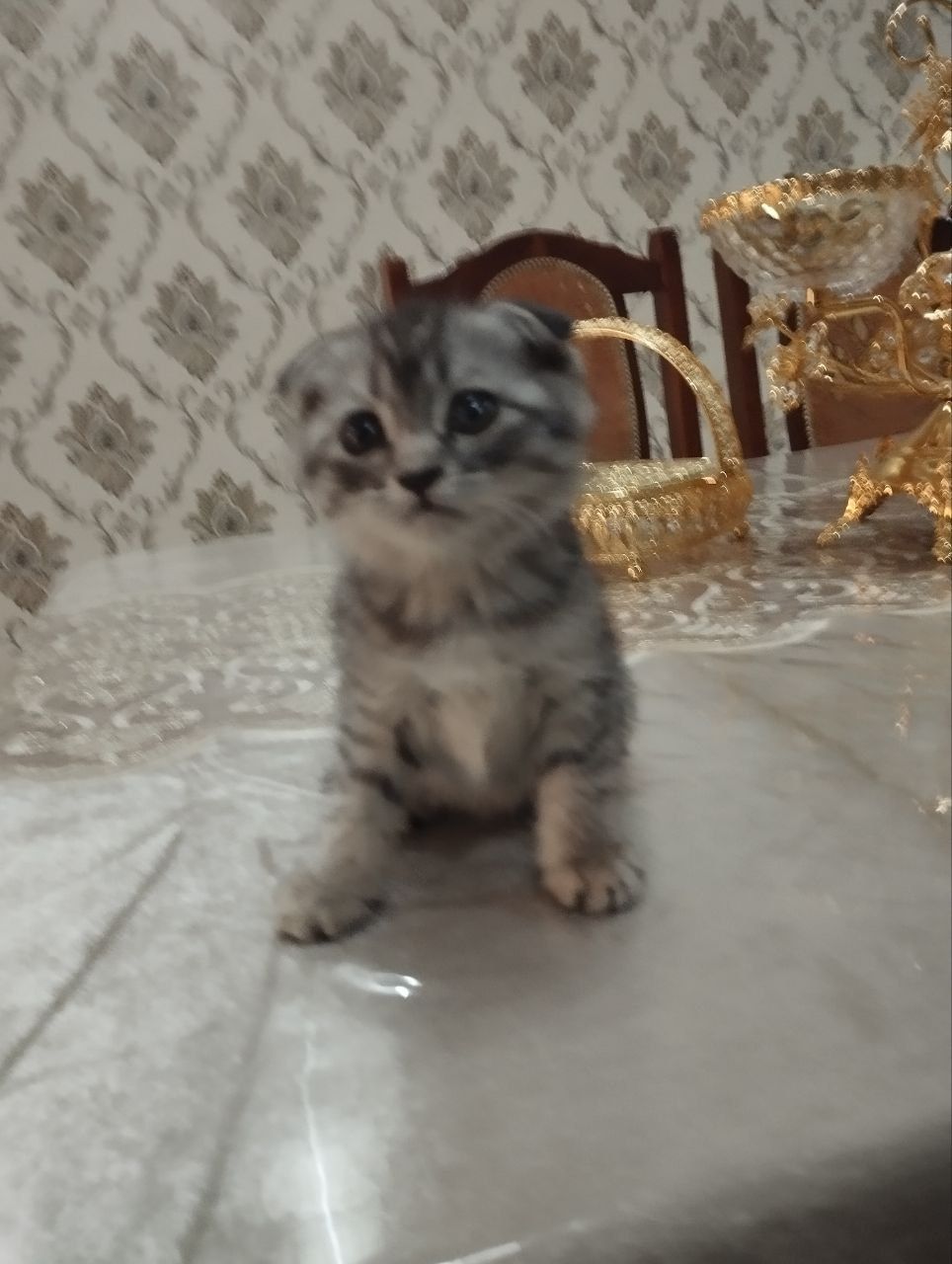 Продаётся котёнок