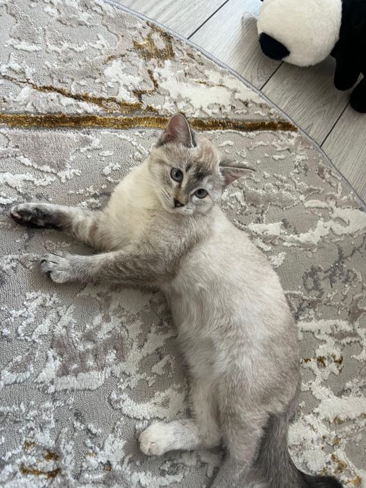 Отдам кошку бесплатно