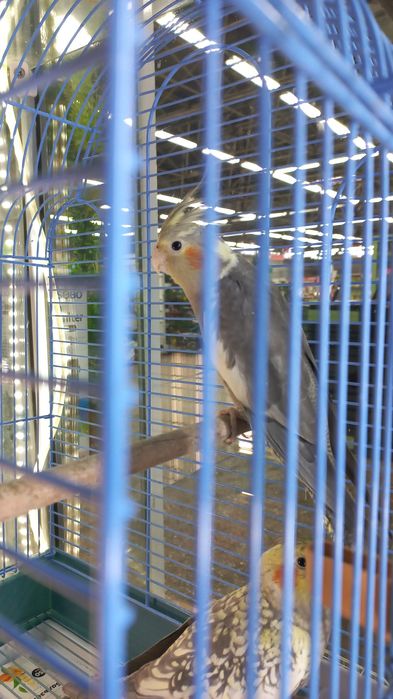 Кореллы ручные кареллы