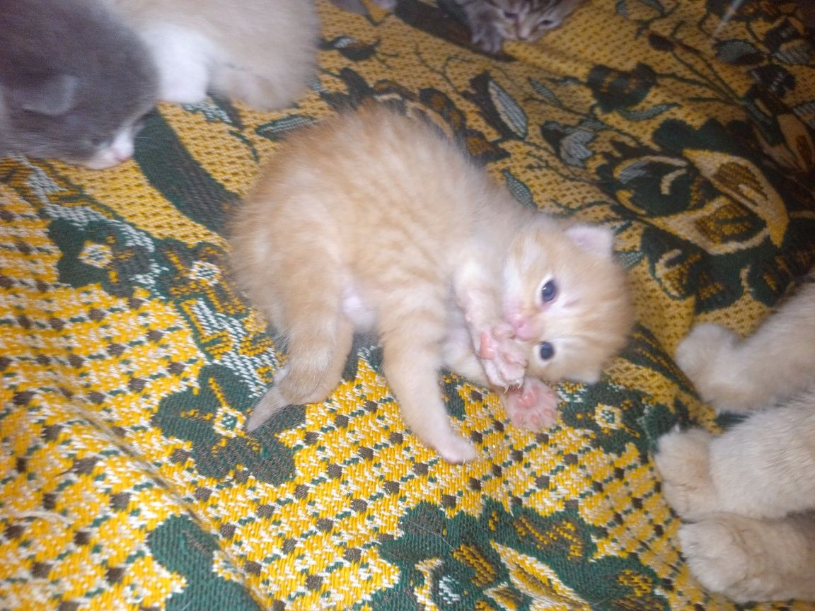 Отдам котят в добрые руки