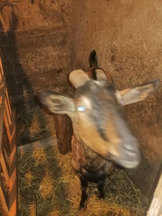 Vând capre alpine franceze