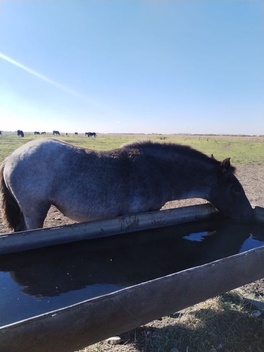 Vând mânză de 4 luni