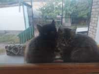 Отдам в хорошие  руки котят , девочка черная,серый котик