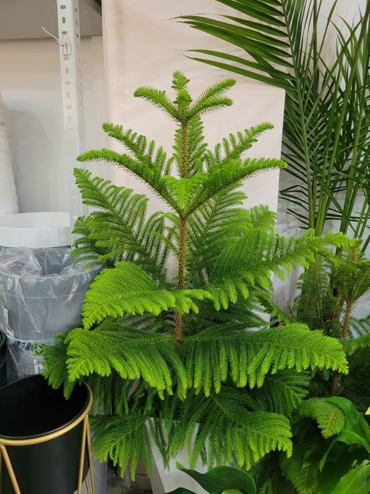 Араукария. Комнатное хвойные растение