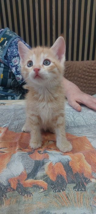 Отдам котят в хорошие руки