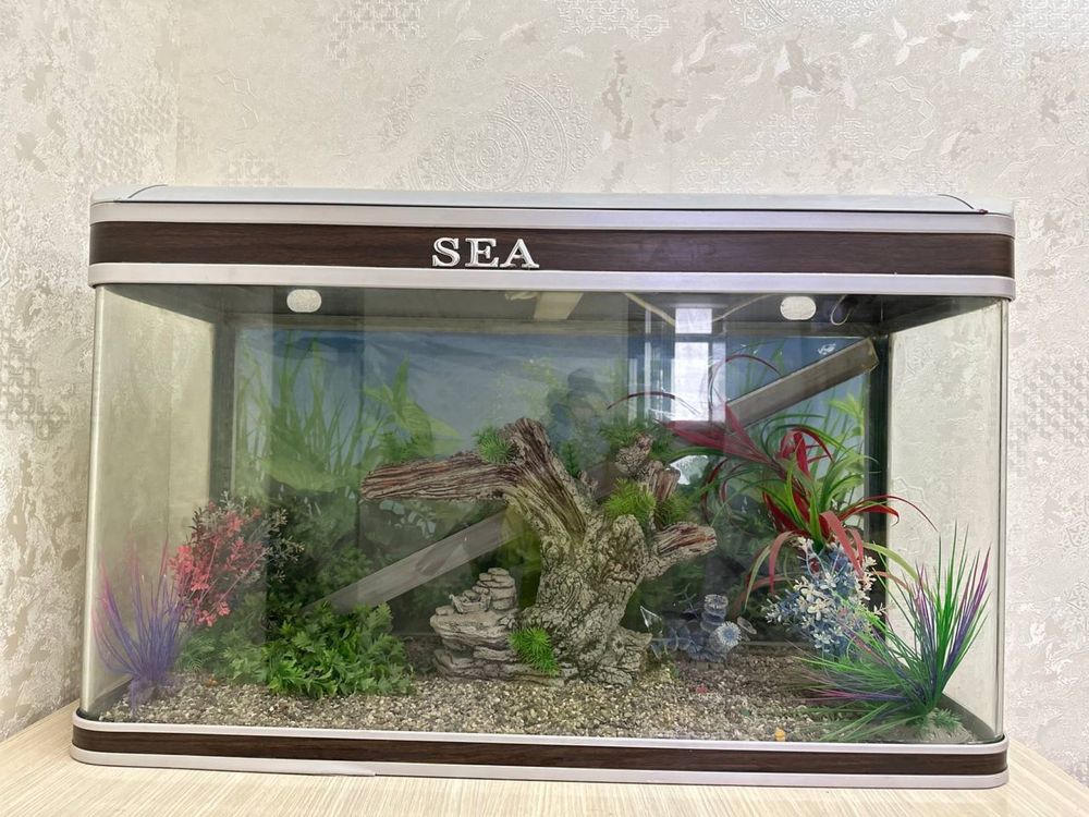 Quyma Akvarium  holati ideal