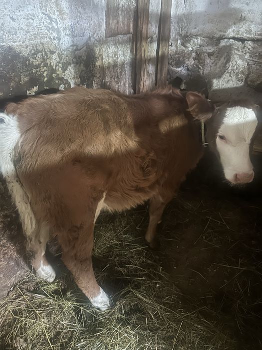 Vand doue vitele intarcate una angus si baltata