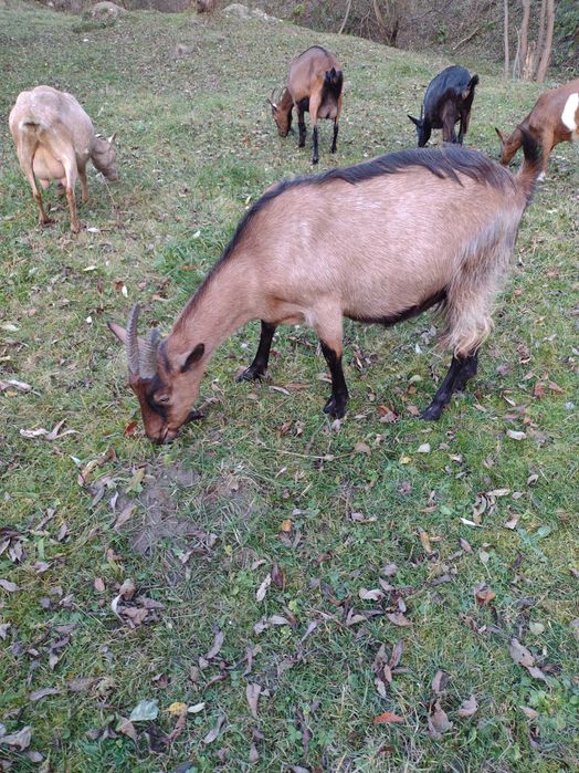 Vând capră alpină franceză gestantă