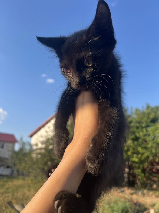 Adoptie pisici Bucuresti-Ilfov