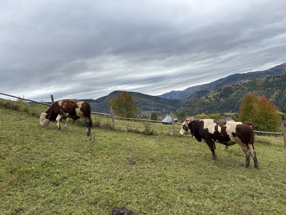 Vând tauri balțată românească