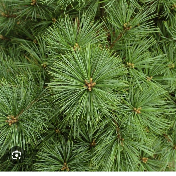 Продам сосны крымские,большие