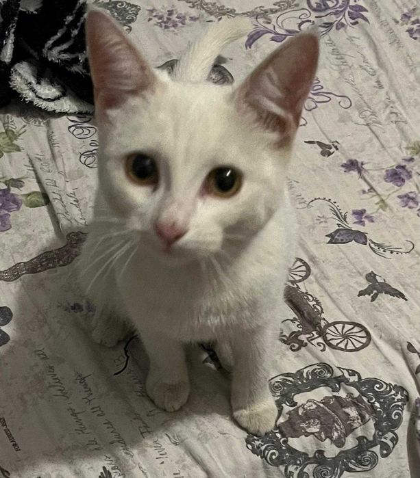 Белая кошечка, 6 мес, стерилизованная в добрые руки