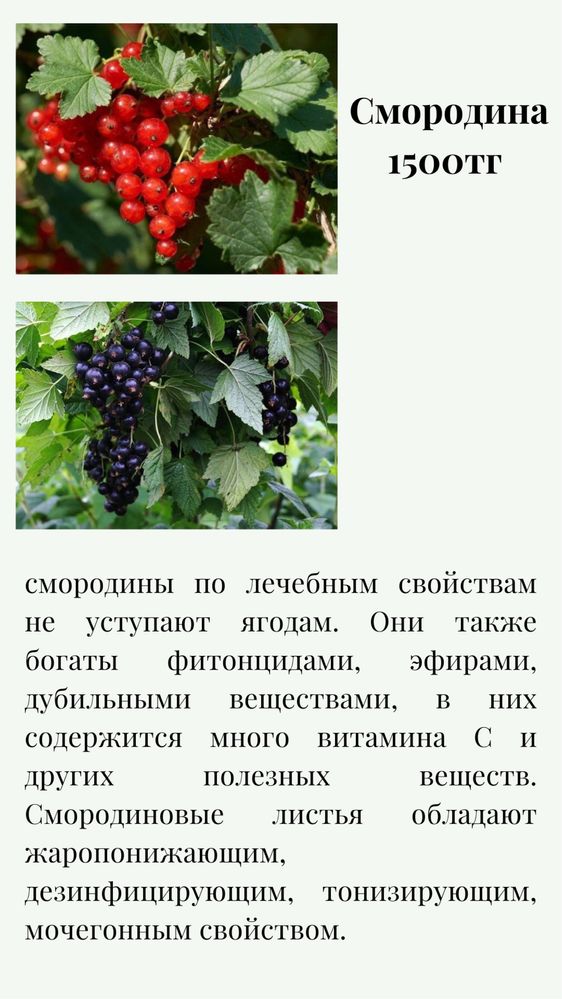 плодовые деревья ,саженцы плодовых деревьев Алматы