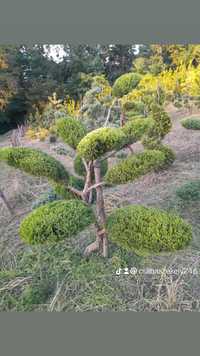 Juniperus,ienupăr  Bonsai.