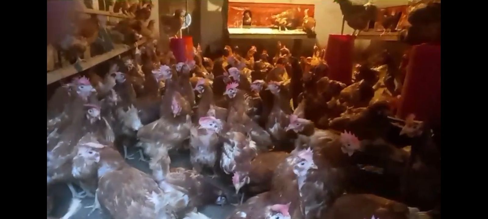 Găini ouătoare 15 lei