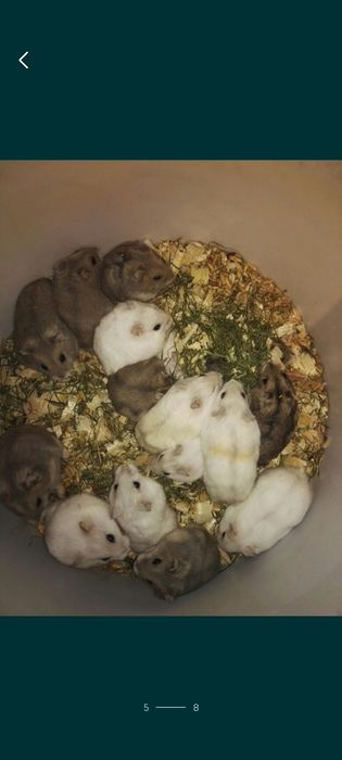 Hamster sirian siberian de Guineea porcușor .