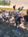 Cocoși Australorp
