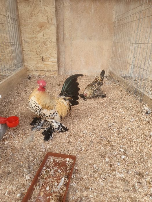 Gainuse pitice, gainuse Mii de Flori