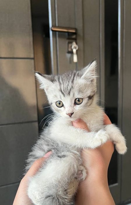 Британские скоттиш страйты