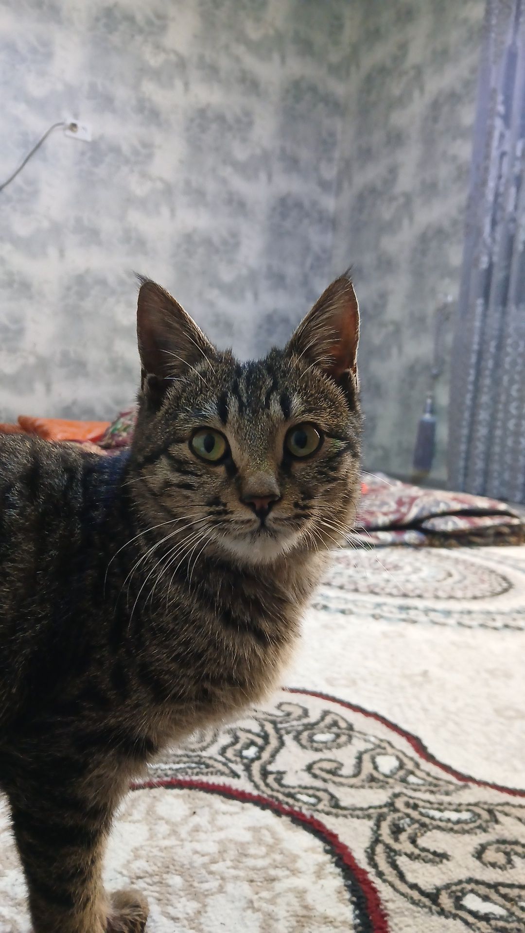 Mushuk sotiladi ismi Yunka ( erkak. )