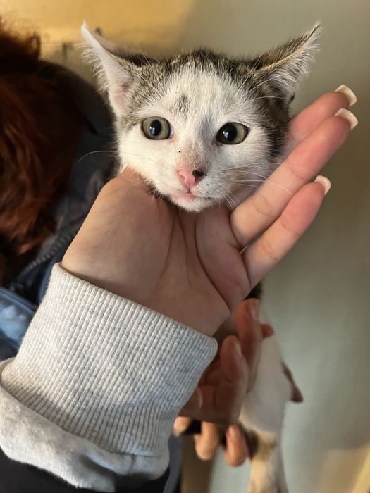 Donez pui de pisică