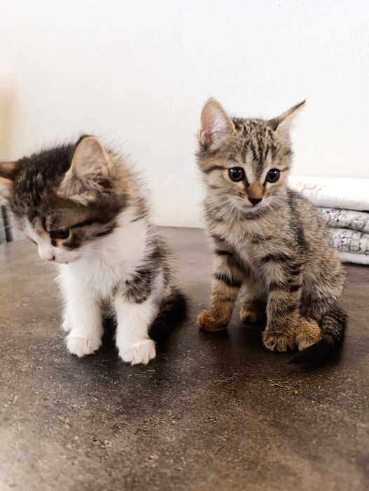 Отдадим в добрые руки