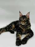 Pisica Maine Coon Masculin cu pedigree (WCF AUTORIZATA) Livrare