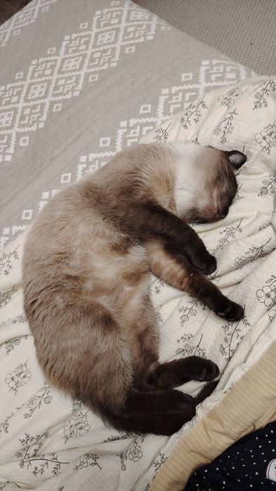 Пристраивается котик