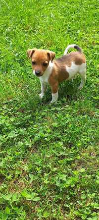 Jack russell russel