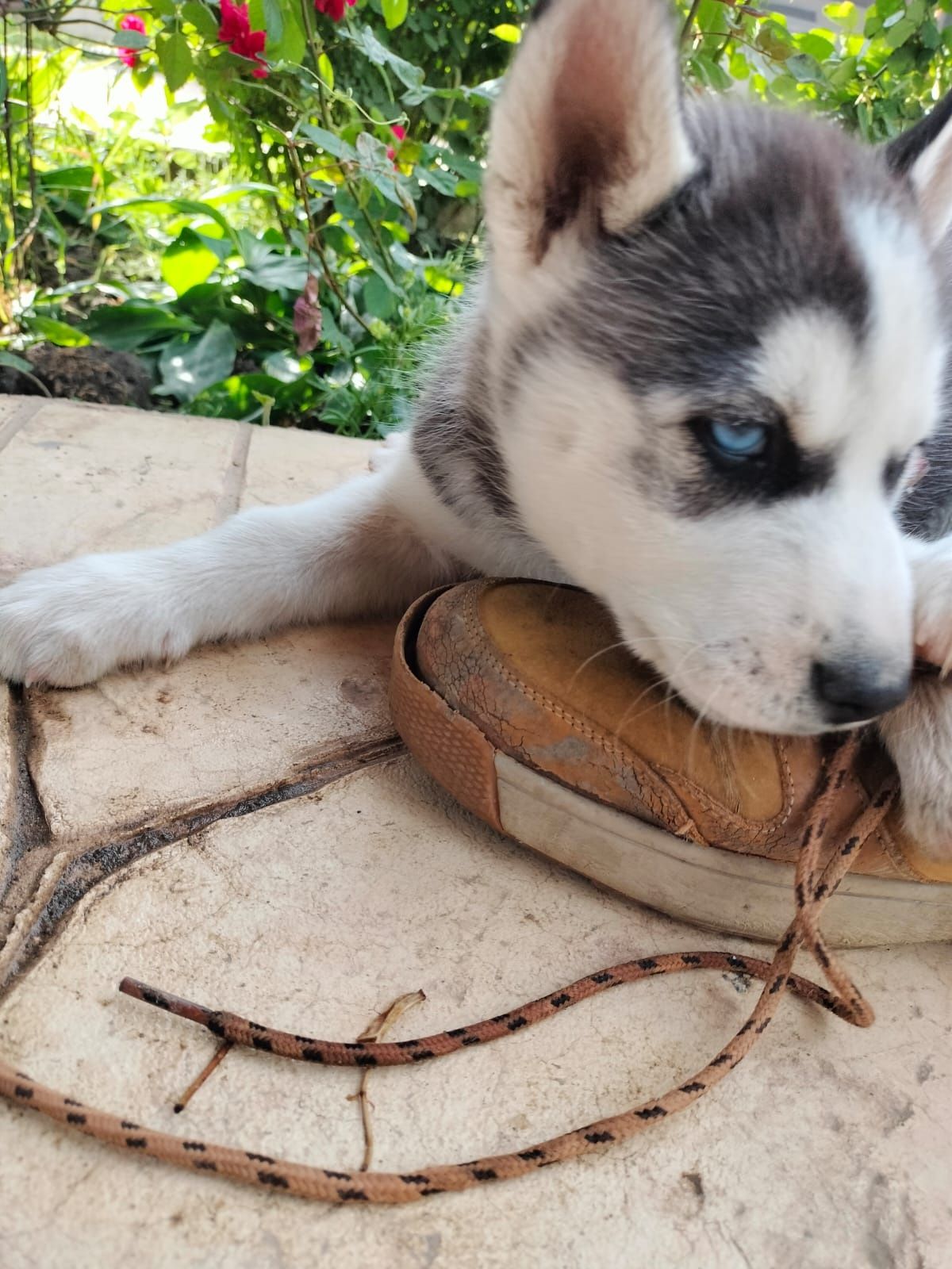 Pui Husky Siberian