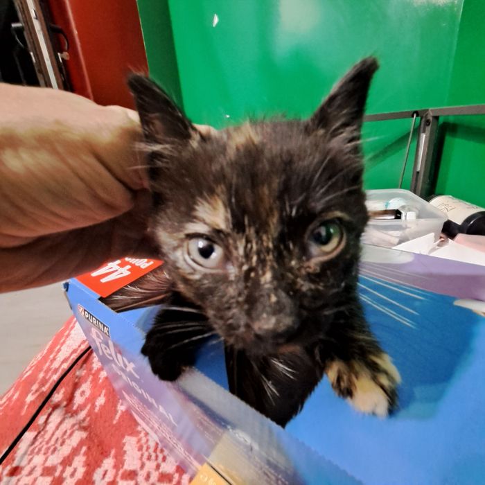 Adoptie pui de pisica negru Nefertiti si Fernando