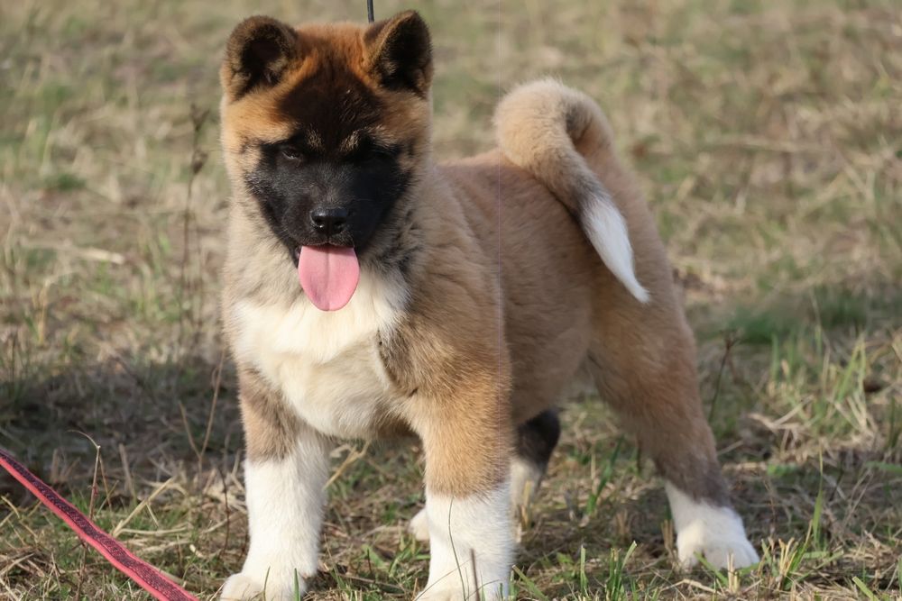 Femela akita american pedigree tip A