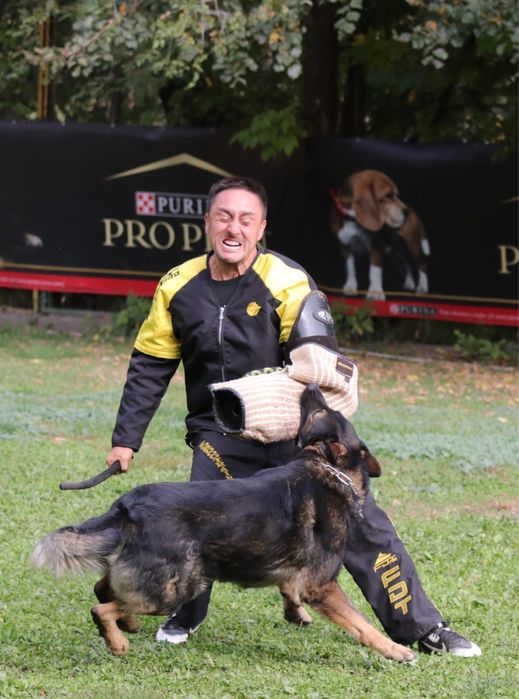 Щенок немецкой овчарки