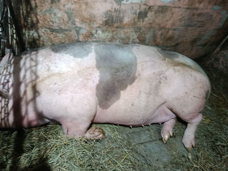 Porci de vânzare