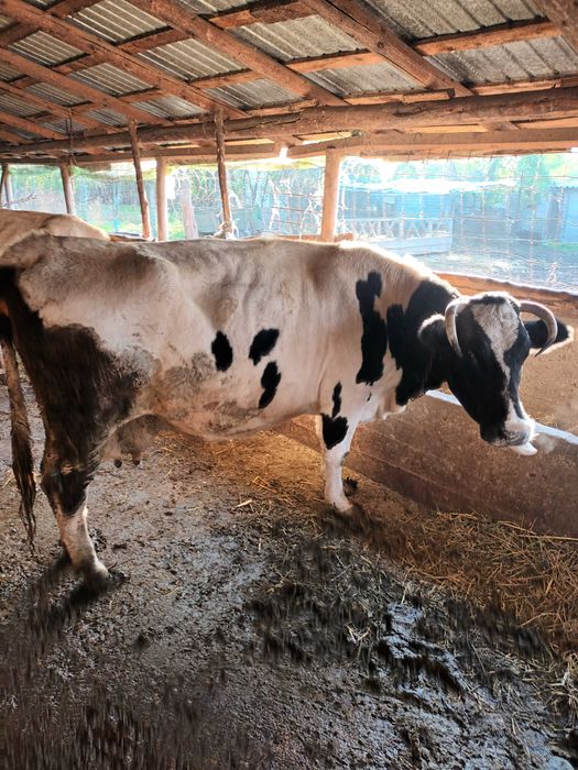 Vaci Reforma pentru abatorizare.