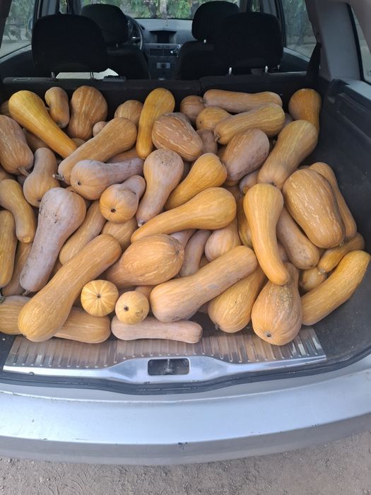 Vand dovleac placintar