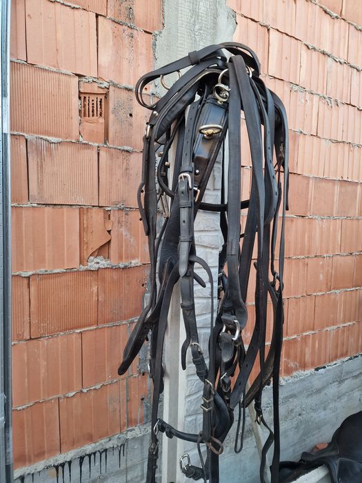 Doua hamuri de cai frizieni de talie mare